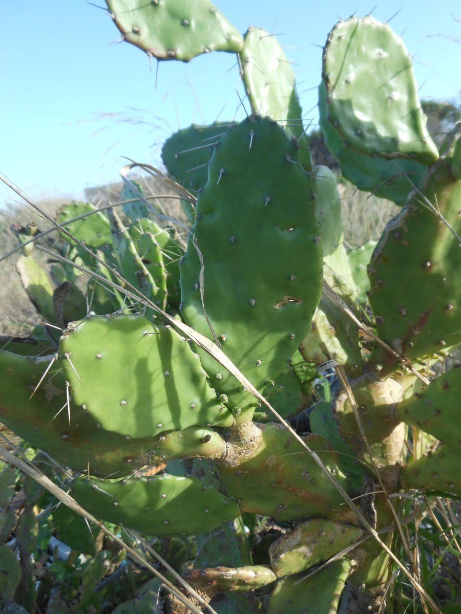 Opuntia monacantha / Fico d''India monospina